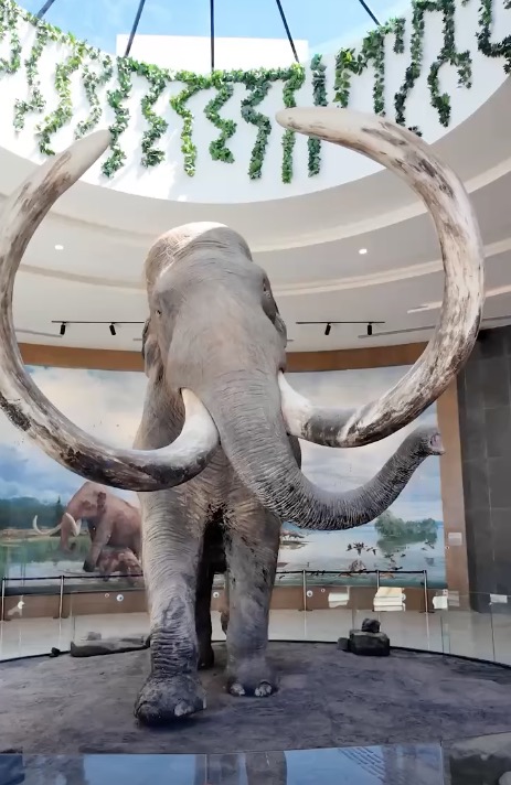 Museo del Mamut